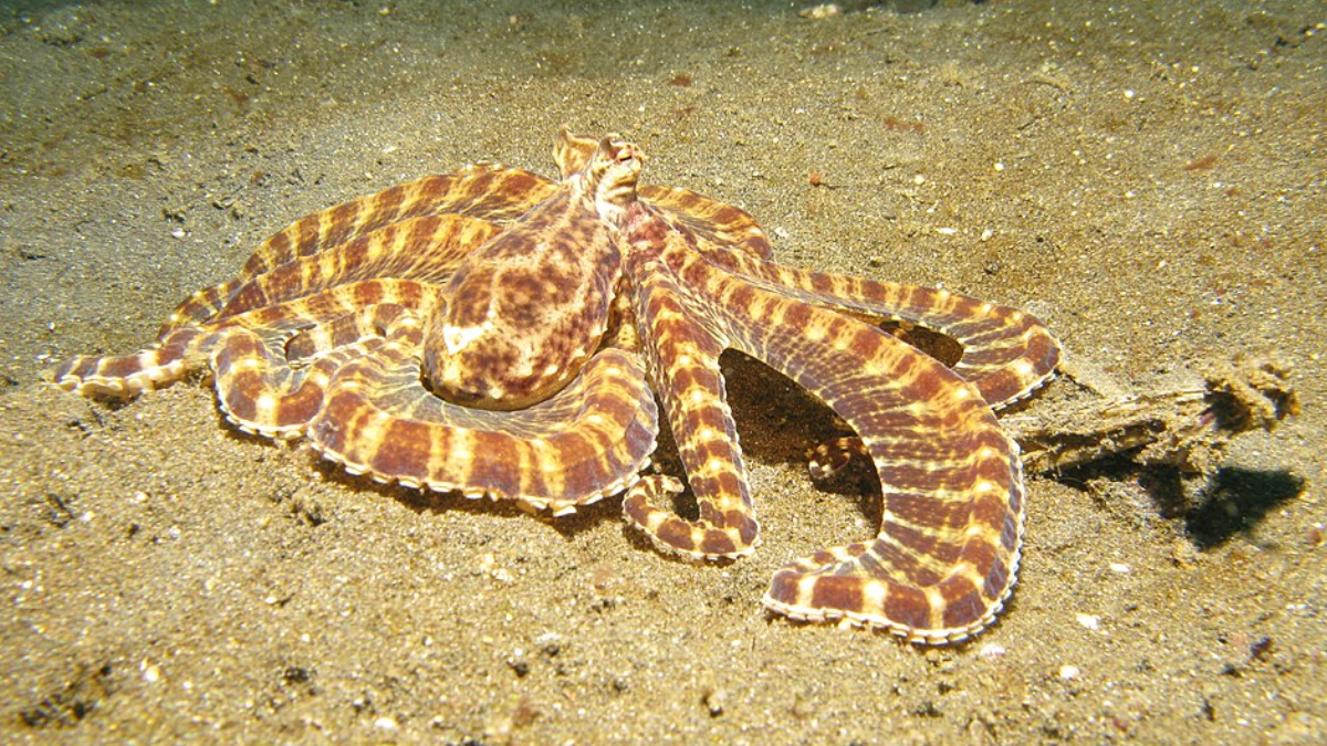 Capaz de imitar outros animais marinhos, o polvo-mímico usa o disfarce para confundir predadores no fundo do oceano (Foto: Silke Baron/ Wikimedia Commons)