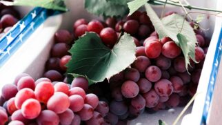 Entenda como consumir uva congelada, os benefícios para a saúde e os cuidados necessários com crianças pequenas (Foto: Pexels)
