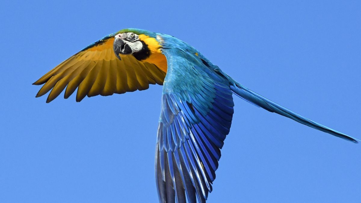 Beleza da Arara-azul esconde um dos fenômenos ópticos mais curiosos da natureza — Pixabay