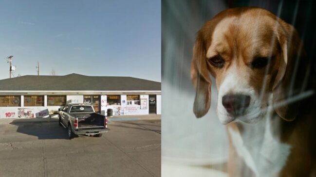 Caminhonete onde o cachorro acionou o gatilho; disparo atravessou a porta e atingiu pedestre. (Foto: Google Maps/Pexels)