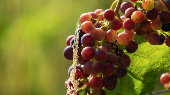 A farinha concentra partes da uva que não aparecem quando a fruta é consumida inteira (Foto: Alexas_Fotos / Pixabay)