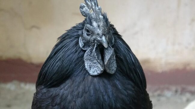 Galinha preta da raça Ayam Cemani