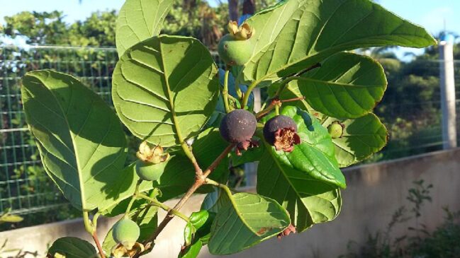 Estudos apontam que a fruta nativa guabiroba pode ajudar na saúde cardiovascular (Foto: Rhalah/Wikimedia Commons)