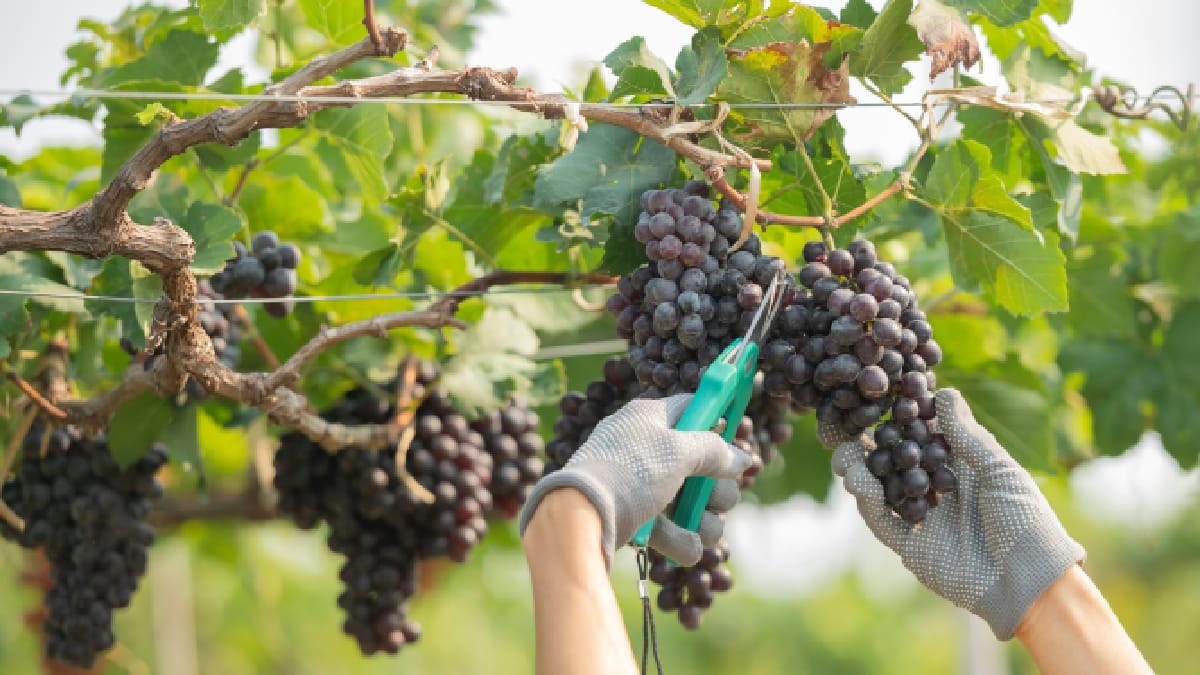 Ex-jogadores fazem sucesso com vinhos produzidos em regiões tradicionais da Europa (Foto: Freepik)