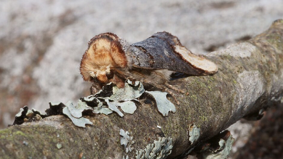 A camuflagem da mariposa é considerada uma das mais impressionantes do mundo animal (Foto: kallerna/ Wikimedia Commons)