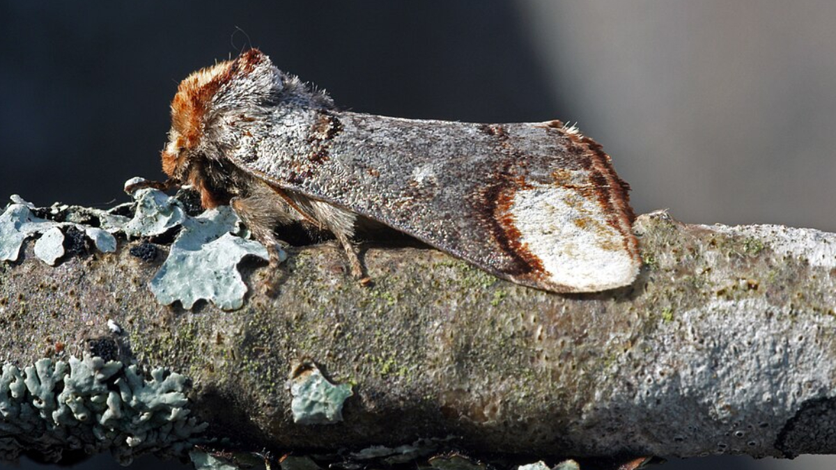 Conhecida como mariposa-de-ponta-amarela, a espécie viralizou nas redes por seu disfarce quase perfeito (Foto: kallerna/ Wikimedia Commons)