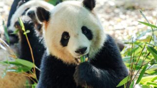 O sistema gastrointestinal do panda é semelhante a de um animal carnívoro. Foto: Pexels