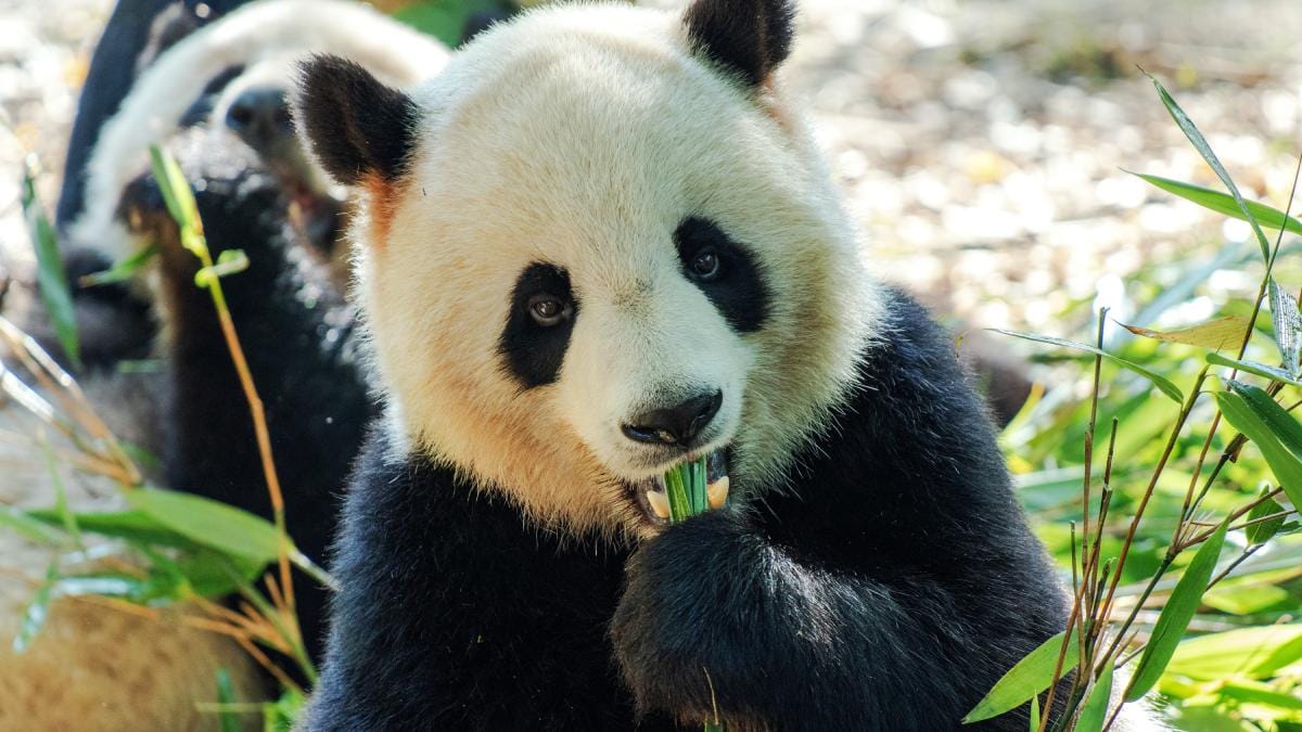 O sistema gastrointestinal do panda é semelhante a de um animal carnívoro. Foto: Pexels