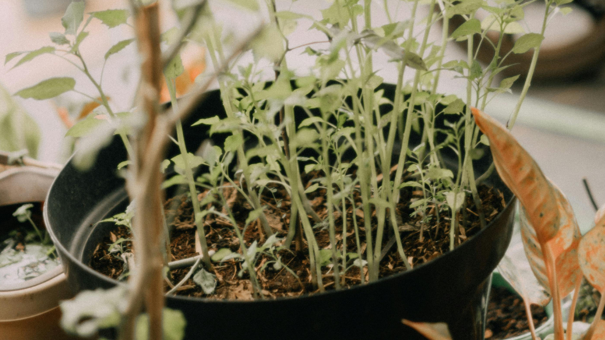 A hortaliça se adapta bem a pequenos espaços e pode ser cultivada em varandas, sacadas e quintais compactos (Foto: Pexels)
