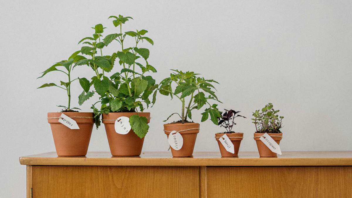 Plantas aromáticas ganham espaço como alternativa prática para espantar baratas sem exagerar nos produtos químicos (Foto: Pexels)