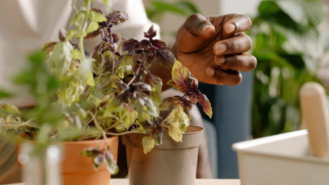 Fáceis de encontrar e simples de cultivar, essas plantas podem virar aliadas contra as baratas (Foto: Pexels)