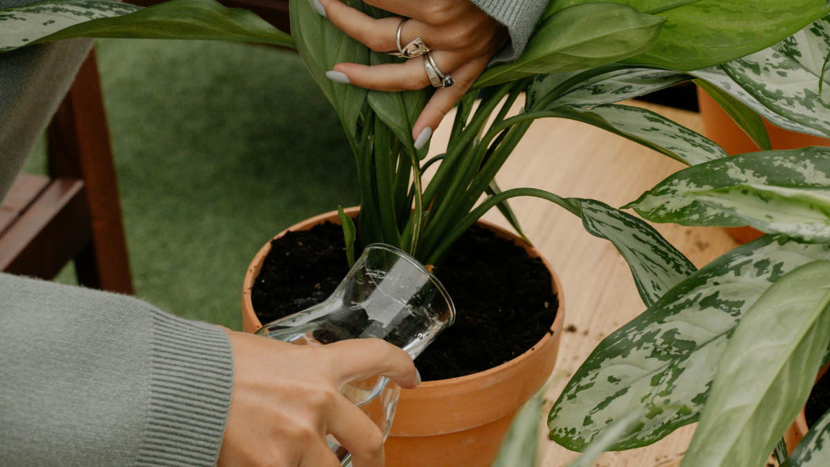 Descubra os cuidados essenciais para transformar qualquer cantinho ensolarado em uma produtiva horta de cenouras (Foto: Pexels)