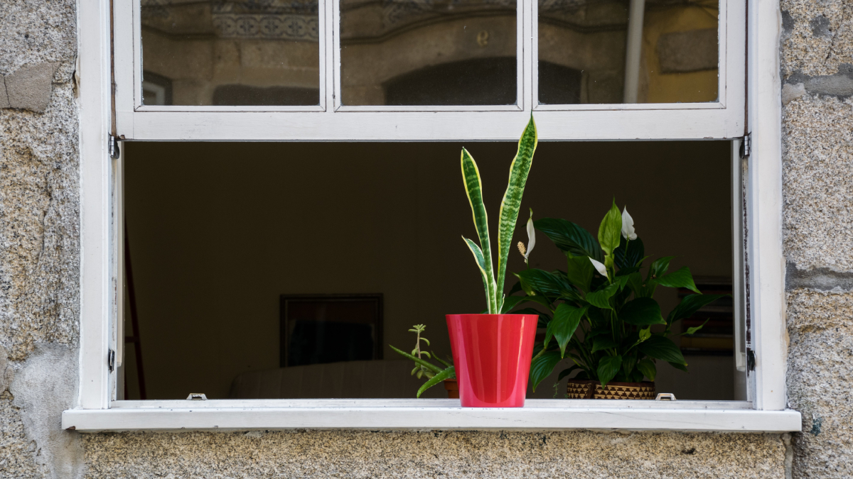 Com cheiros intensos e propriedades naturais, essas plantas ajudam a manter os insetos longe da cozinha e da despensa (Foto: Pexels)