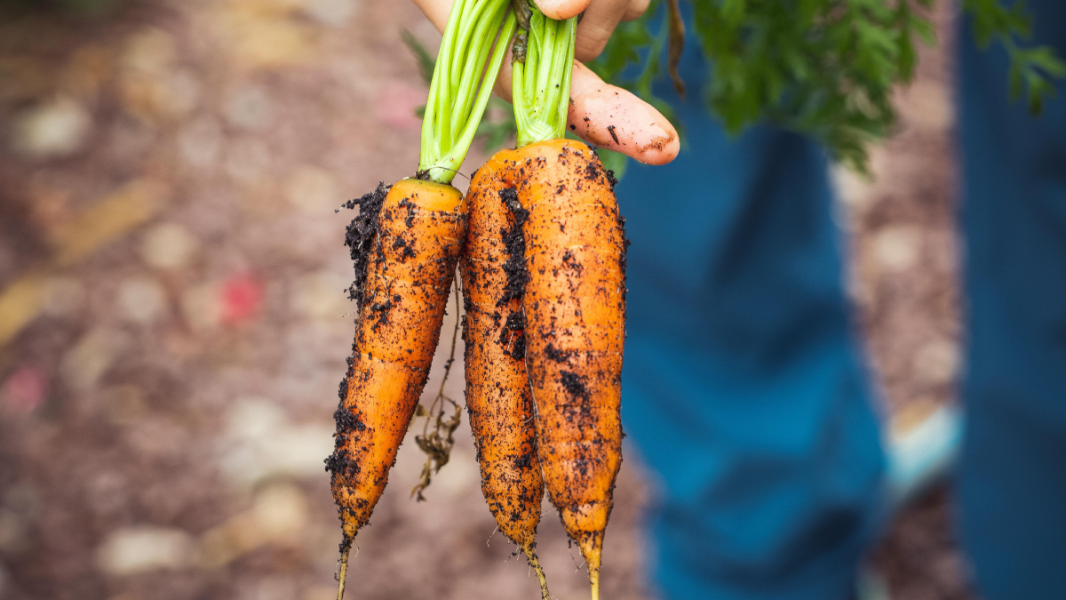 Cenouras cultivadas em casa costumam chegar à mesa mais frescas e cheias de sabor (Foto: Pexels)