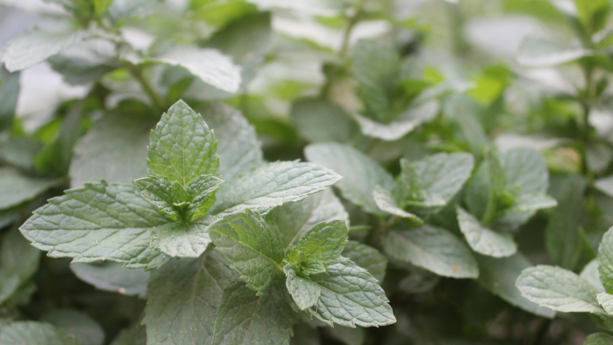 Com cheiro refrescante e forte, a hortelã ajuda a espantar baratas naturalmente (Foto: Pexels)