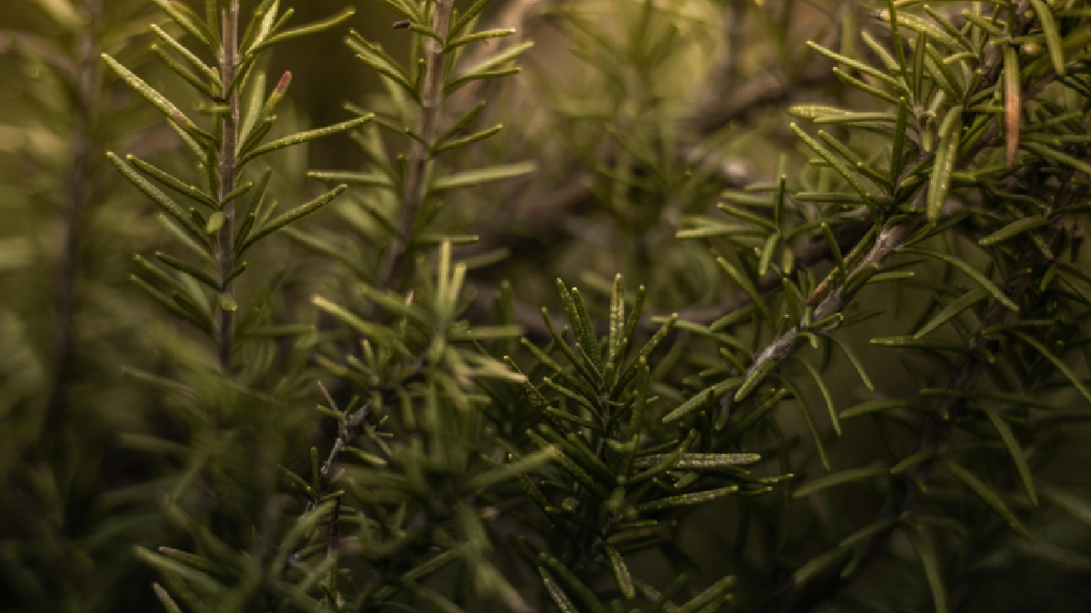 O aroma intenso do alecrim ajuda a afastar baratas e ainda deixa a cozinha mais perfumada (Foto: Pexels)