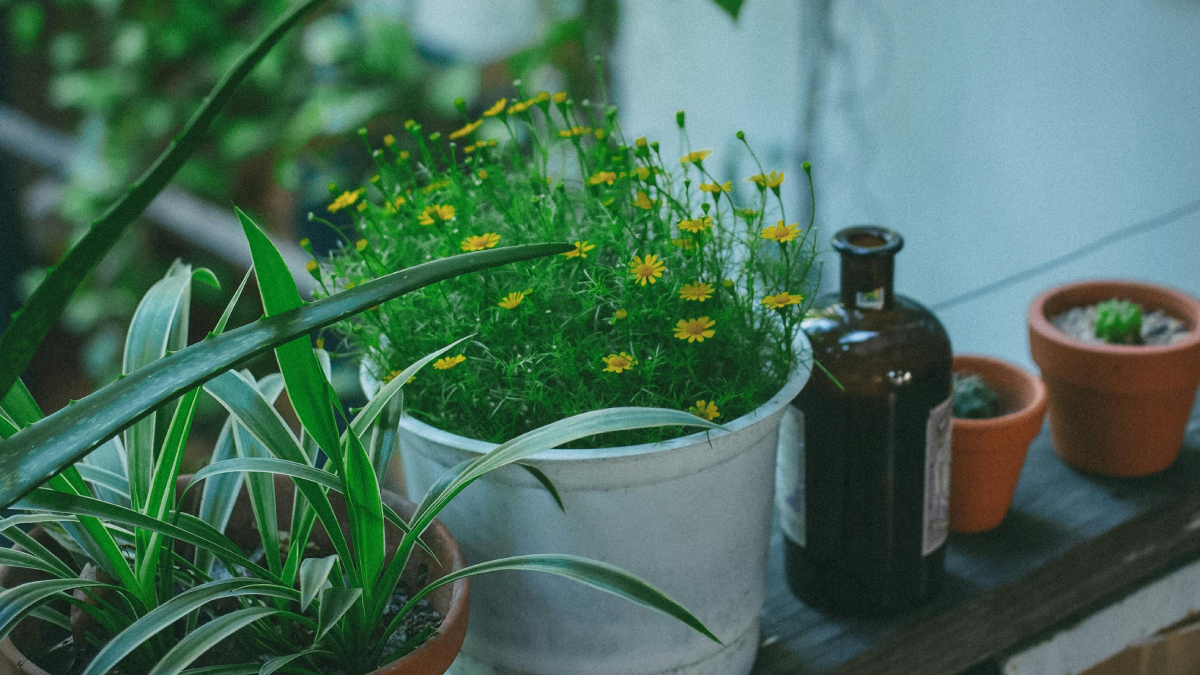 Plantas aromáticas funcionam como repelentes naturais e viraram tendência no combate às baratas (Foto: Pexels)