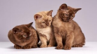 Como identificar sinais de estresse no seu gato