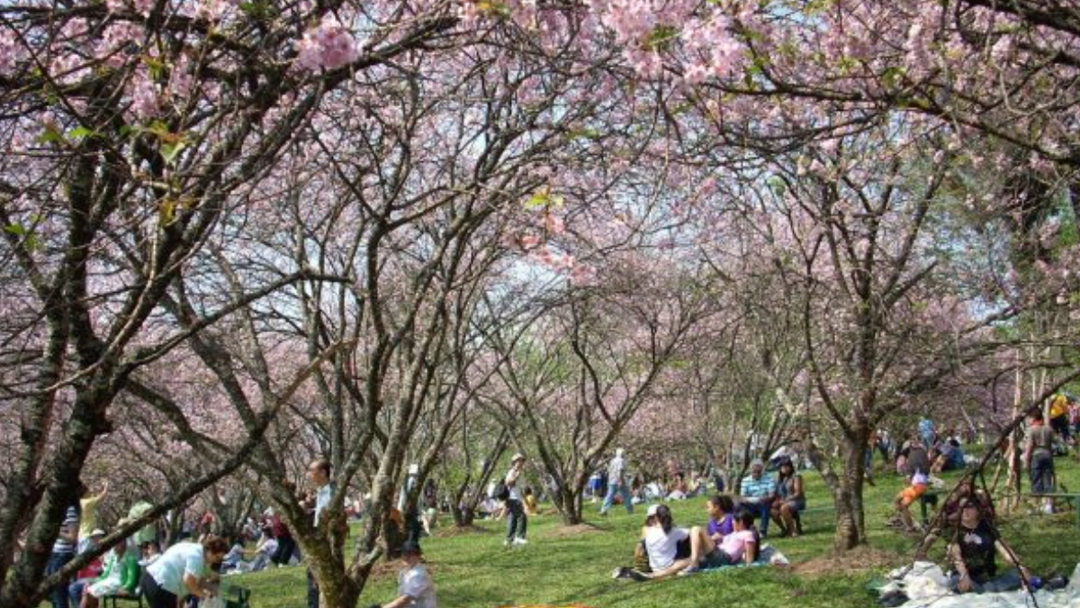 As cerejeiras em flor criam um cenário que lembra os tradicionais festivais da primavera japonesa (Divulgação: Parque do Carmo)