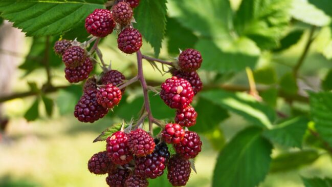 Rica em antioxidantes, a amora tem sido estudada por seus possíveis efeitos sobre os vasos sanguíneos (Foto: Pexels)