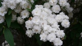 Veja como cultivar a coroa-de-noiva, quais são suas vantagens, cuidados necessários e como transformar seus galhos em buquês decorativos (Foto: Makoto hasuma/Wikimedia Commons)