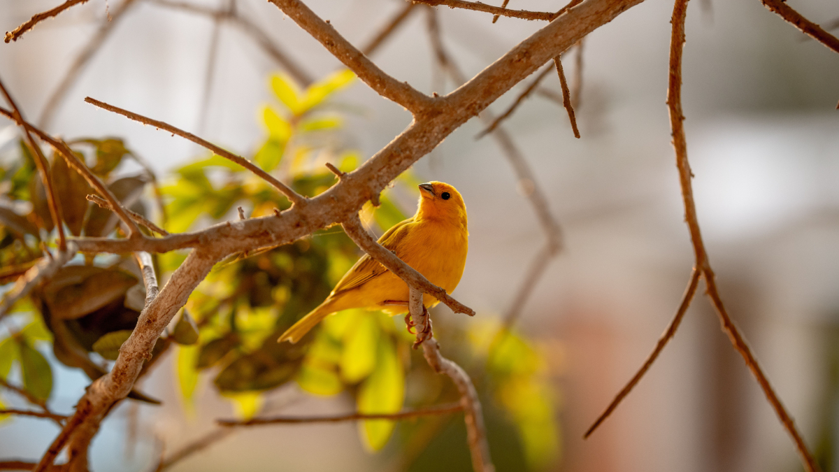 Bela e adaptável, a ave é encontrada em diversas regiões do Brasil e desempenha um papel importante no equilíbrio dos ecossistemas (Foto: Pexels)