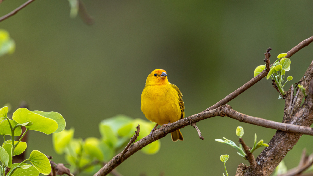 A captura de canários-da-terra na natureza é crime ambiental e ameaça a conservação da espécie. (Foto: Pexels)