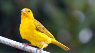 O canário-da-terra encanta pelo canto e pela plumagem amarela, mas sofre com a captura ilegal para o tráfico de animais silvestres (Foto: JL MACHADO/ Wikimedia Commons)
