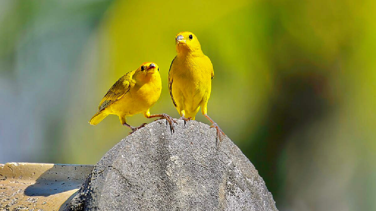 Observar o canário-da-terra em liberdade é a melhor forma de apreciar uma das aves mais emblemáticas da fauna brasileira (Foto: Luiz Lapa/ Wikimedia Commons)