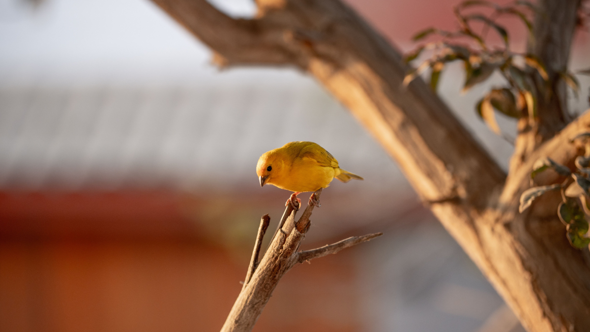 A combinação de canto melodioso e plumagem vibrante faz do canário-da-terra um dos pássaros mais conhecidos do Brasil (Foto: Pexels)
