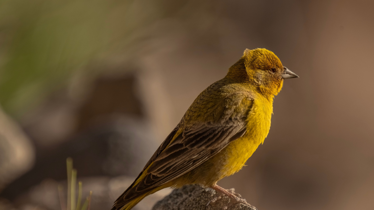 Entenda por que o canário-da-terra é tão admirado e como o comércio clandestino coloca a espécie em risco (Foto: Pexels)