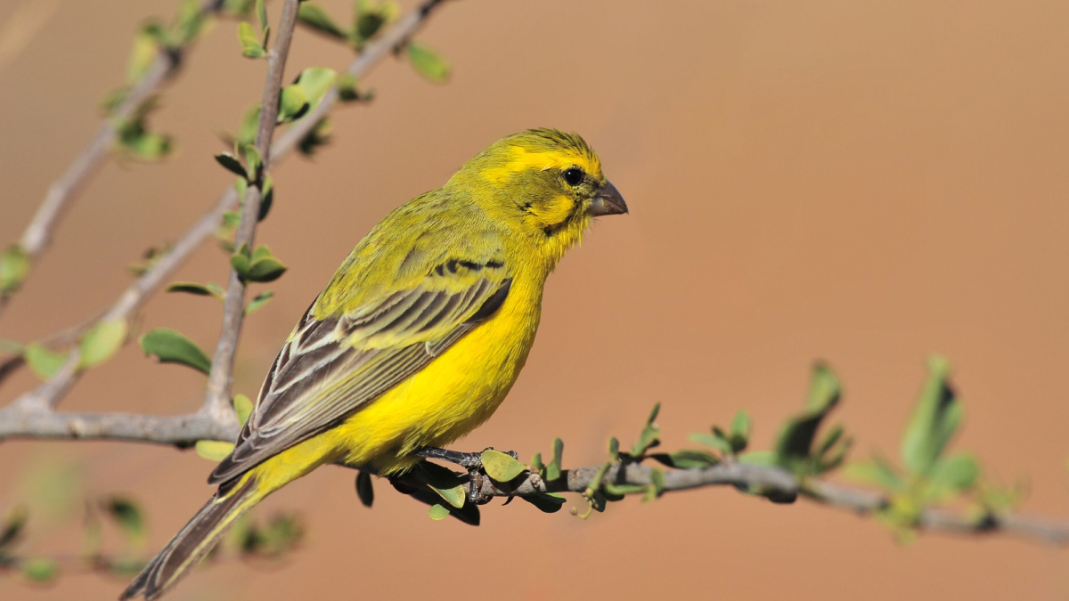 A beleza e o canto do canário-da-terra encantam, mas também fazem da ave um dos principais alvos do tráfico de fauna (Foto: Pexels)