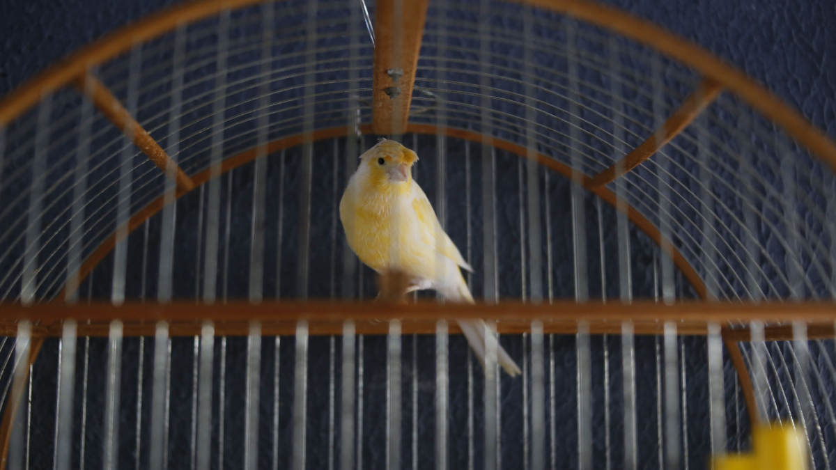 O canário-da-terra é uma das aves mais admiradas do país, mas sua popularidade também alimenta o comércio clandestino (Foto: Pexels)