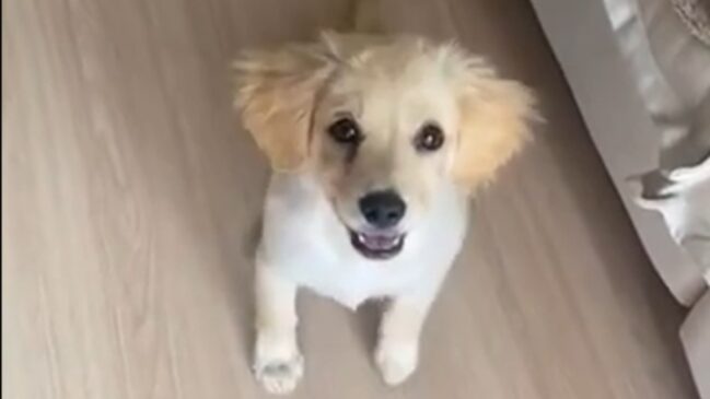 Tender tinha três meses quando foi adotado (Foto: Reprodução/TikTok)