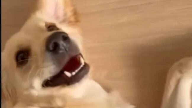 Com 8 meses, o filhote procura um novo lar (Foto: Reprodução/TikTok)