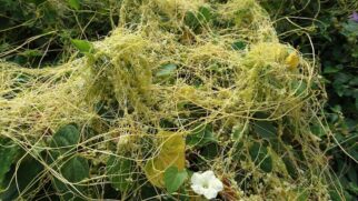 Comum no Brasil, a planta vampira possui compostos associados ao alívio de dores e à recuperação de ferimentos na pele (Foto: Plant pests and diseases/Wikimedia Commons)