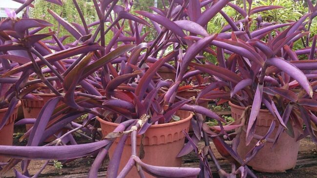 Veja plantas ornamentais com flores coloridas que deixam o jardim mais vivo, vibrante e cheio de destaque (Foto: Mokkie/Wikimedia Commons)
