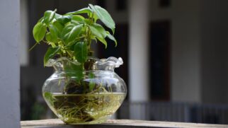 Com folhas ornamentais e adaptação a ambientes internos, o singônio virou uma das plantas favoritas para quem busca beleza dentro de casa (Foto: Pexels)