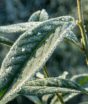 Cobrir a planta no frio: quais as vantagens e como executar o truque da forma certa durante o inverno