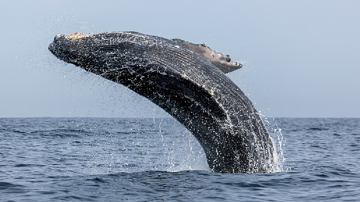 A descoberta ajuda a desvendar a evolução das baleias e os segredos da vida nas profundezas oceânicas (Foto: Fernando Flores/ Wikimedia Commons)