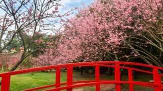 Confira como chegar, os valores dos ingressos e as principais atrações da Festa da Cerejeira de Campos do Jordão (Foto: Divulgação/Parque das Cerejeiras)