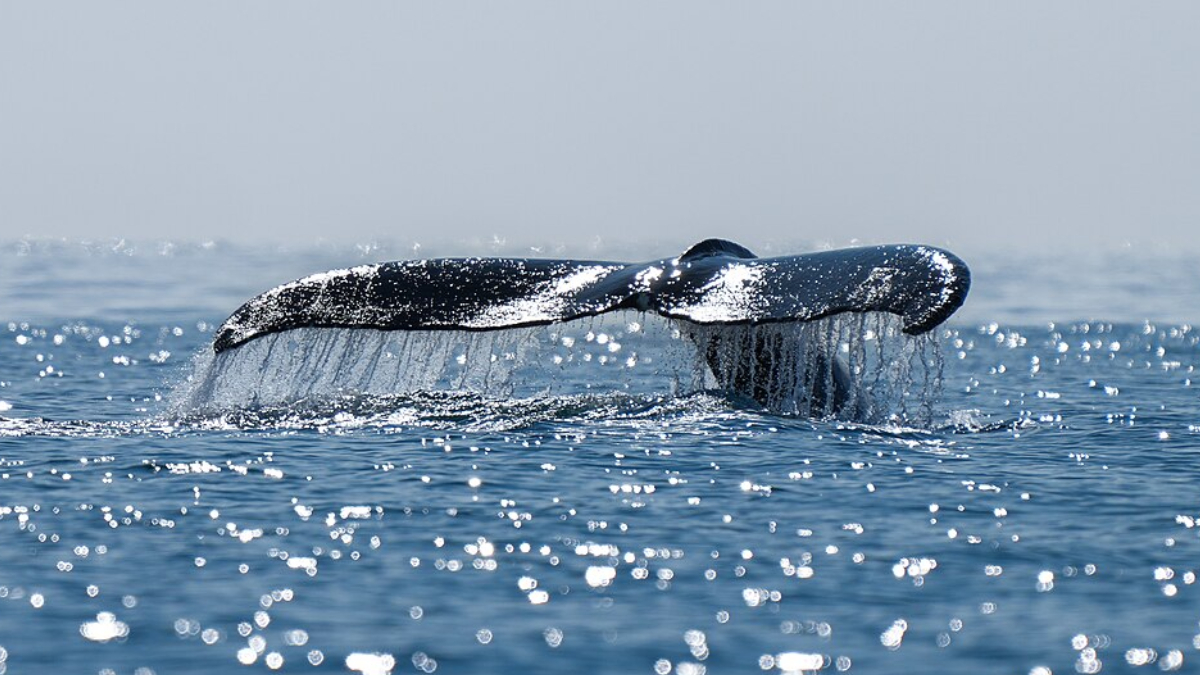 Mesmo após a morte, os corpos das baleias sustentam ecossistemas inteiros no fundo do mar (Foto: Giles Laurent/ Wikimedia Commons)
