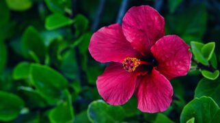 Além da floração prolongada, hibisco exige poucos cuidados e adapta-se bem ao clima tropical (Foto: Pexels)