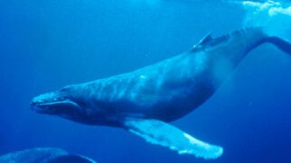 Esqueletos de baleias espalhados pelo fundo do Oceano Índico formam um dos maiores cemitérios marinhos já encontrados (Foto: Wikimedia Commons)