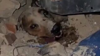 Um cachorro foi resgatado por bombeiros, soterrado por escombros de um prédio que desabou na Venezuela/Divulgação