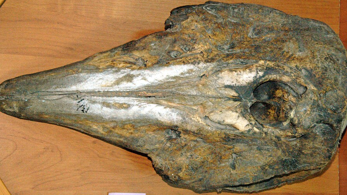 Cemitério de baleias encontrado no Oceano Índico impressiona pela quantidade de esqueletos e pela importância científica (Foto: James St. John/ Wikimedia Commons)
