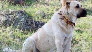 Mais forte que um leão, dócil com a família: Conheça o Kangal, o gigante turco que tem a mordida mais poderosa do planeta. (Foto: Wikimedia Commons)