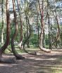 Floresta torta: cientistas não sabem por que esses pinheiros têm formato de ‘L’ e apontam para o Norte