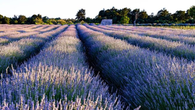 Conheça a ilha mais ensolarada do Adriático e descubra como o perfume da lavanda moldou a história e o luxo deste paraíso europeu. (Foto: Pexels)