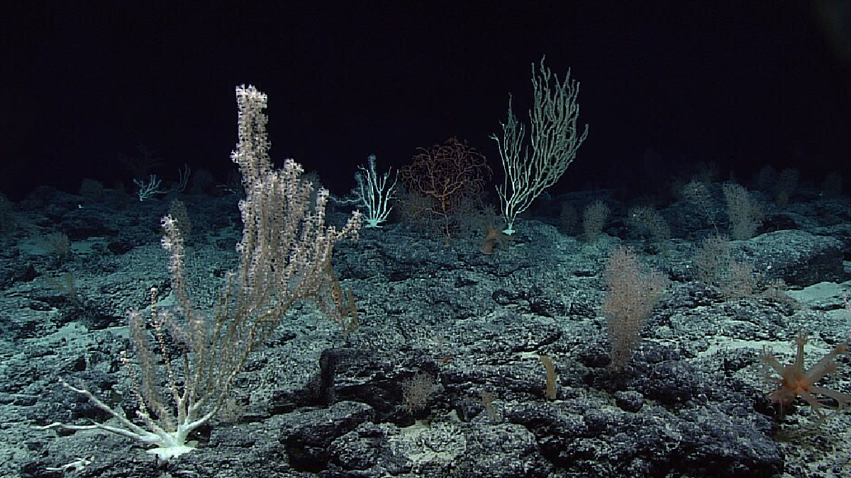 A alta concentração de sal torna esse lago submarino letal para a maioria dos animais marinhos (Foto: NOAA/ Wikimedia Commons)